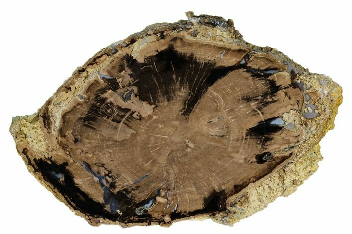 Polished Petrified Wood (Schinoxylon) Round - Wyoming #184835